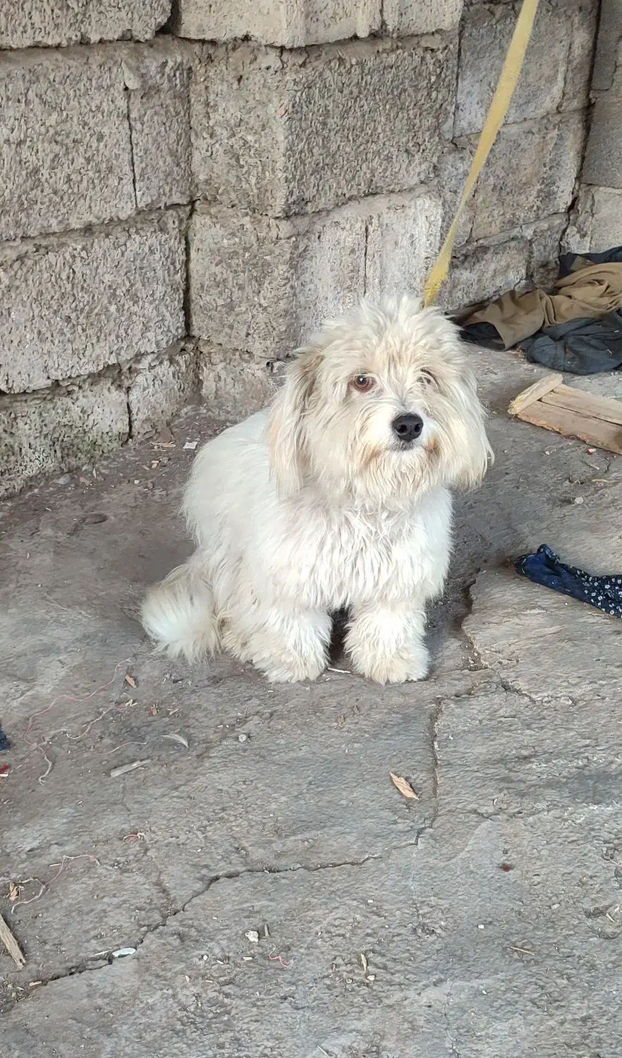 سگ زیبا|سگ|لاهیجان, قیام|دیوار