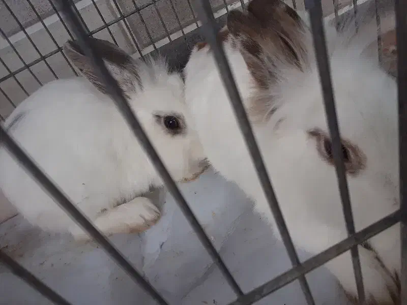 تعدادی خرگوش زیبا|موش و خرگوش|گرگان, |دیوار