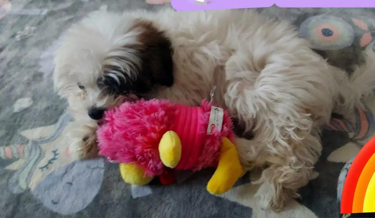 سگ شیتزو|سگ|اراک, |دیوار