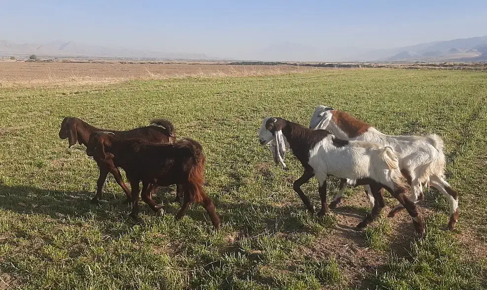 بزغاله نژادار|حیوانات مزرعه|بروجرد, |دیوار