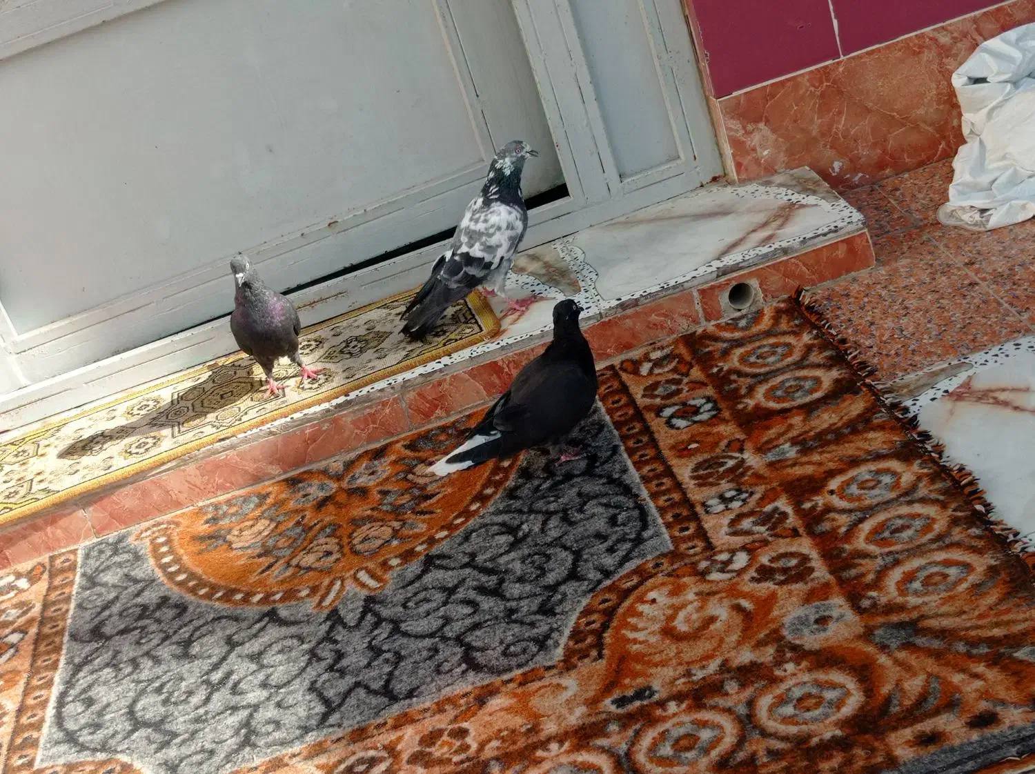کبوتر رنگی|پرنده|چمستان, |دیوار