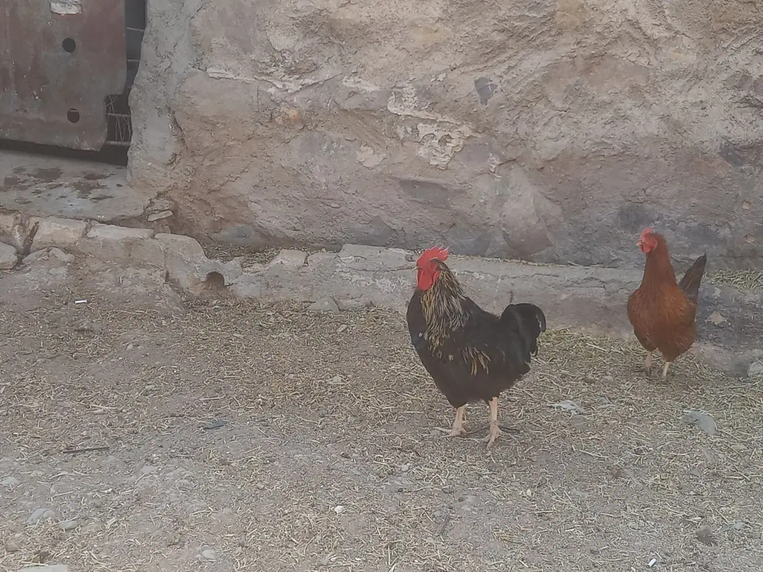 خروس|حیوانات مزرعه|خلجستان, |دیوار