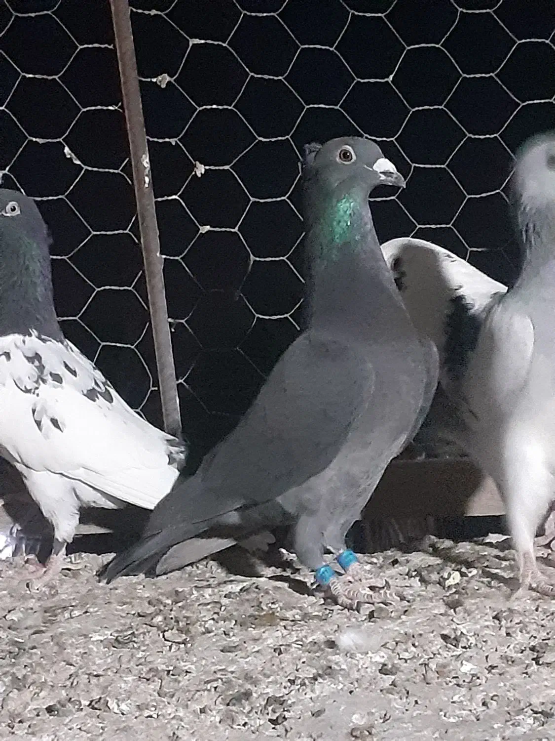 سیاه کاکلی پلاکی|پرنده|فسا, |دیوار