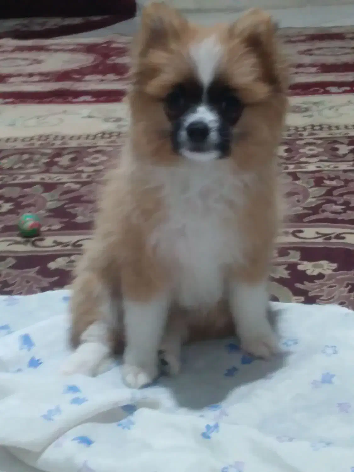 سلام پامر ۴ماه|سگ|فردیس, فردیس|دیوار