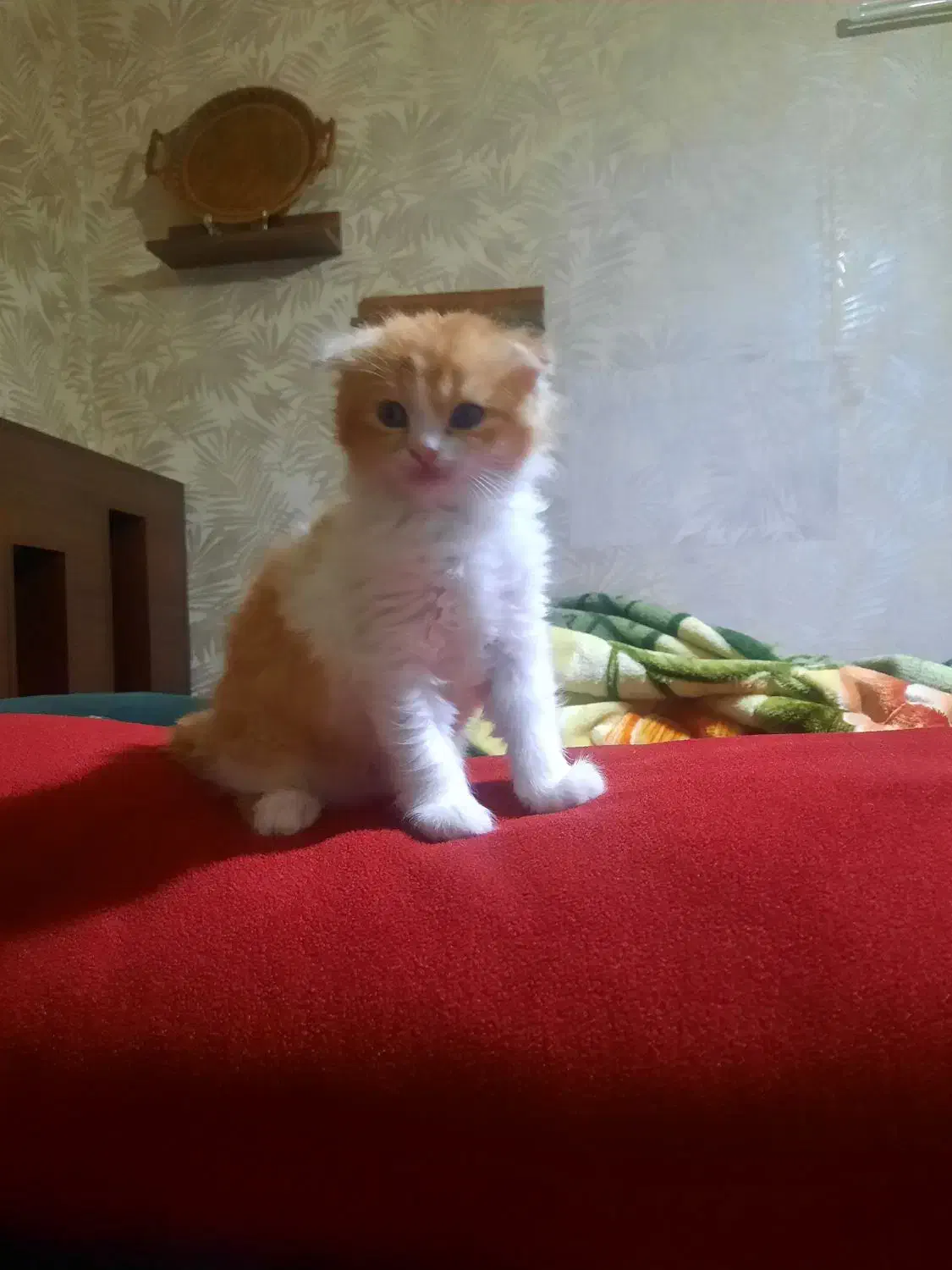 گربه اسکاتیش فولد|گربه|بومهن, |دیوار