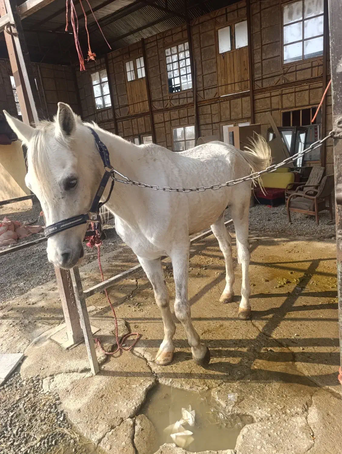 اسب عرب یکسر|اسب و تجهیزات اسب‌سواری|شهریار, اسکمان|دیوار