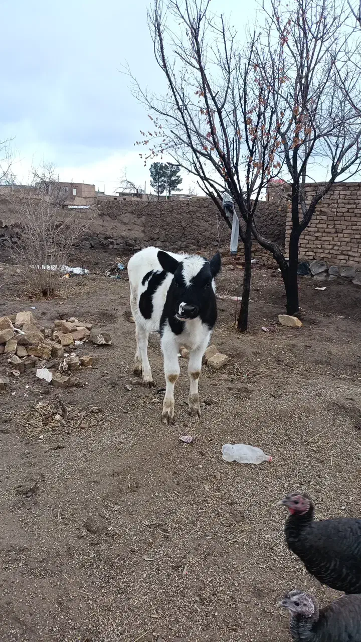 گوساله ماده|حیوانات مزرعه|طاغنکوه, |دیوار