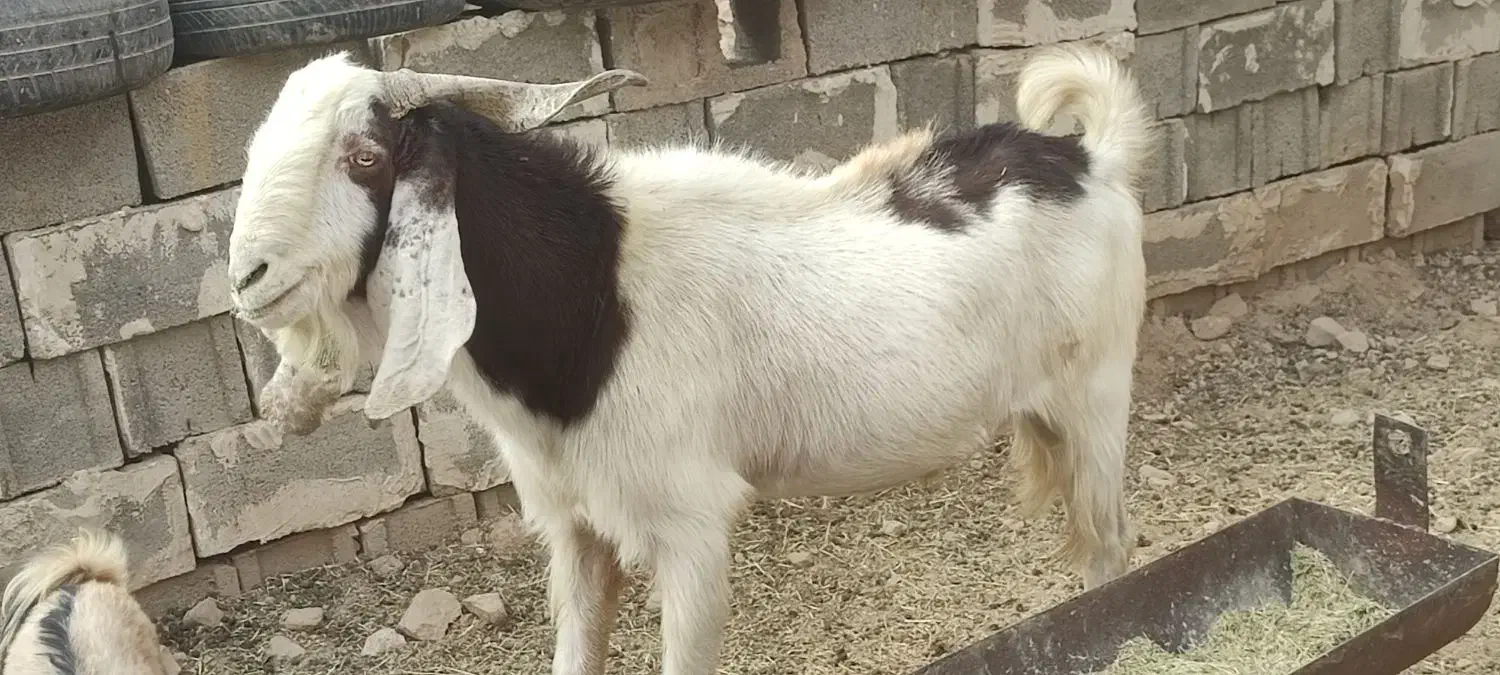 بز پازن|حیوانات مزرعه|بهبهان, |دیوار