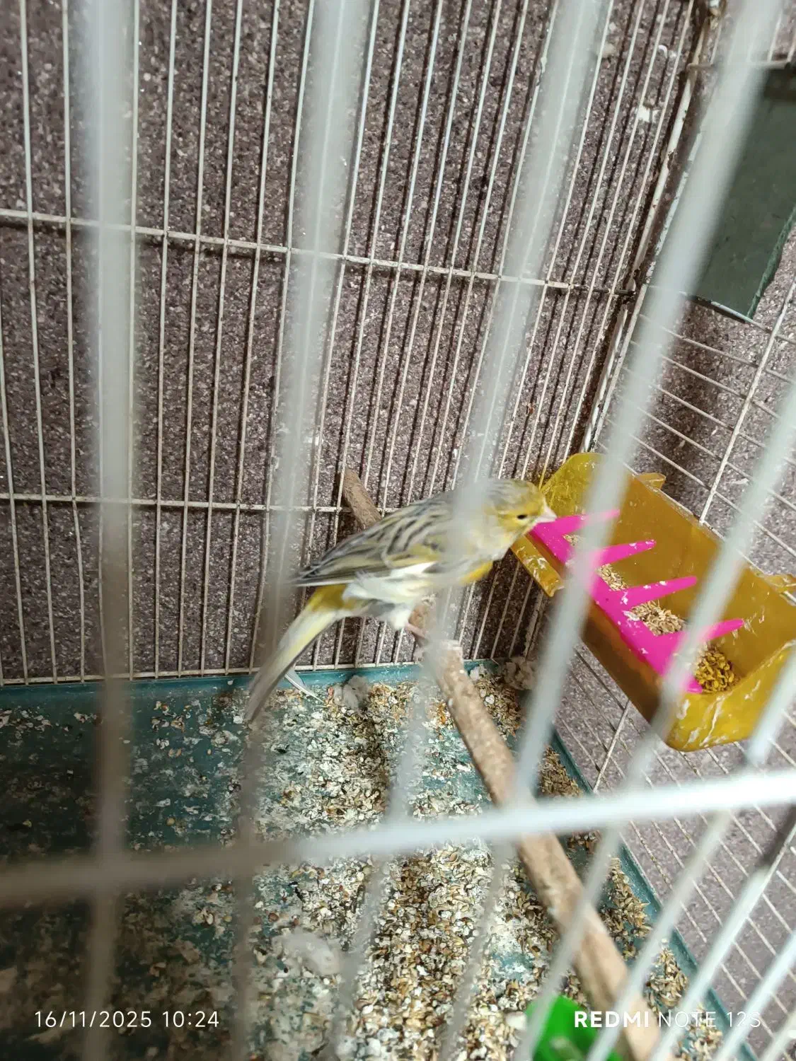 قناری نر اوپال زرد|پرنده|مشهد, رضاشهر|دیوار