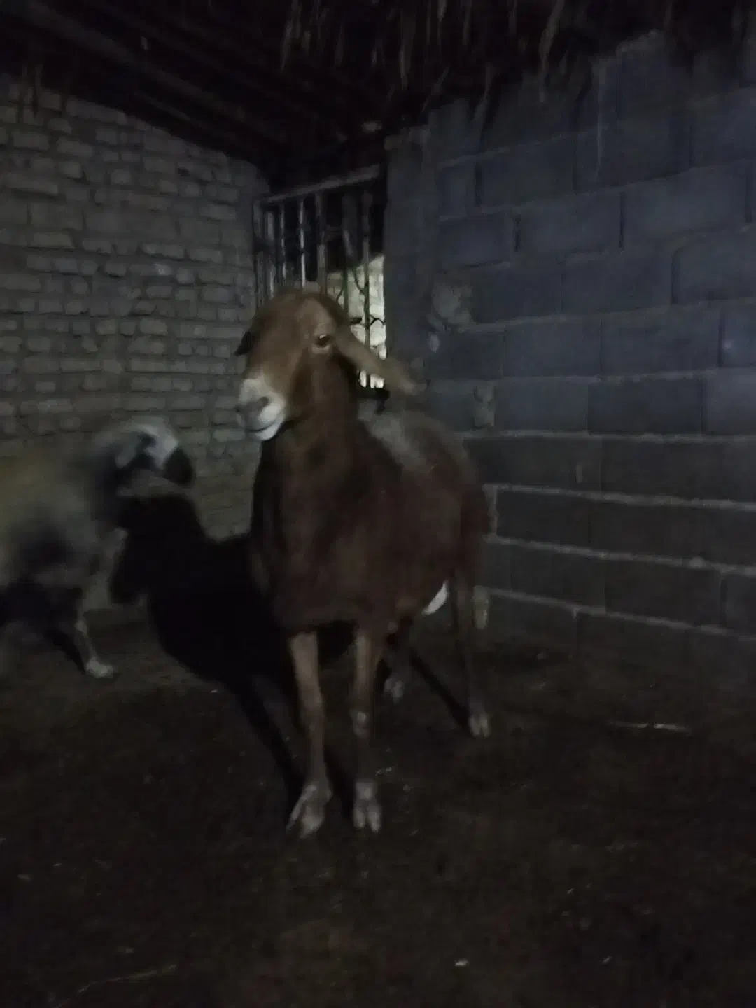 قوچ|حیوانات مزرعه|جوادآباد, |دیوار