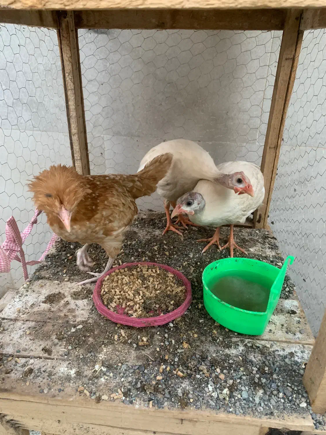 مرغ شاخدار و تاج دار|حیوانات مزرعه|مه ولات, |دیوار