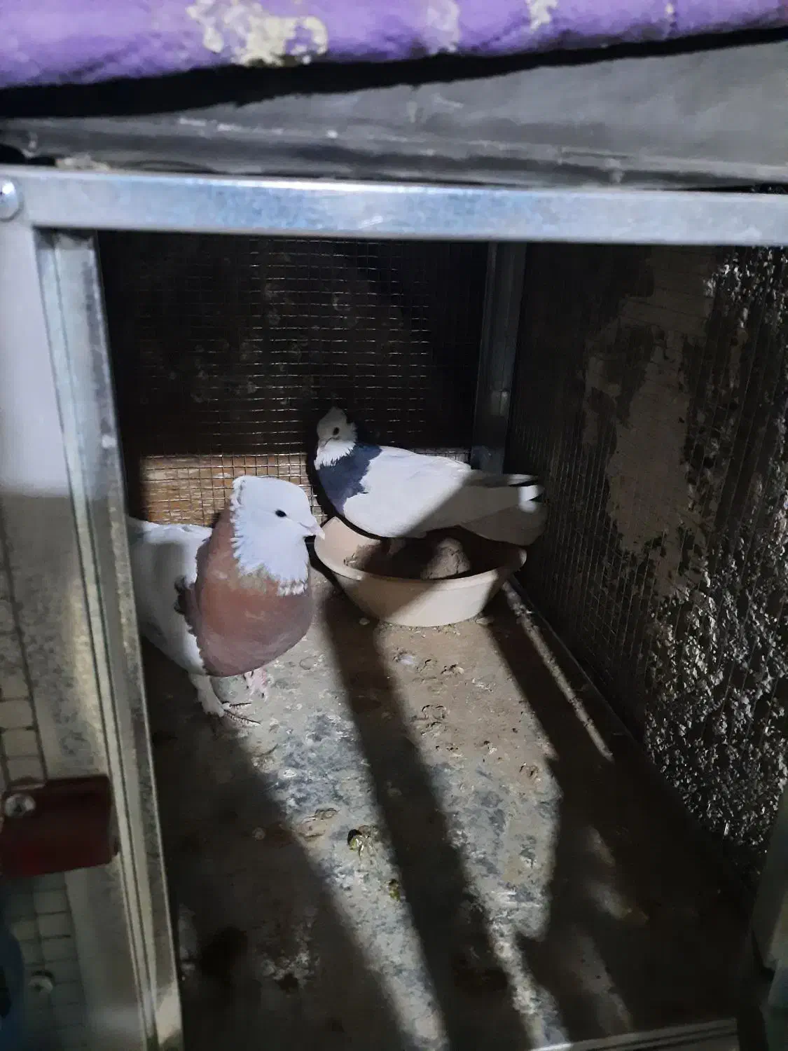 طوقی نرو ماده|پرنده|شیراز, رکن‌آباد|دیوار