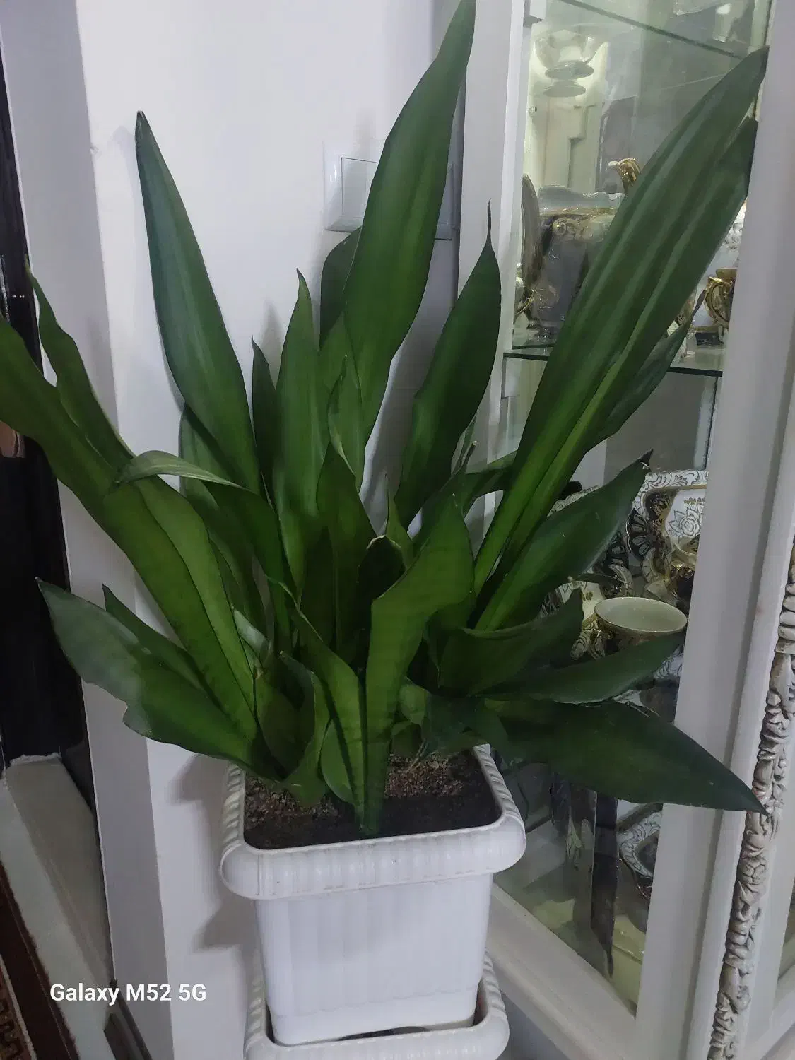 سانسوریا مهتابی|گل و گیاه طبیعی|گلبهار, شهر جدید گلبهار|دیوار