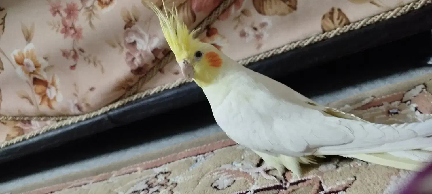 عروس هلندی|پرنده|شاهرود, |دیوار