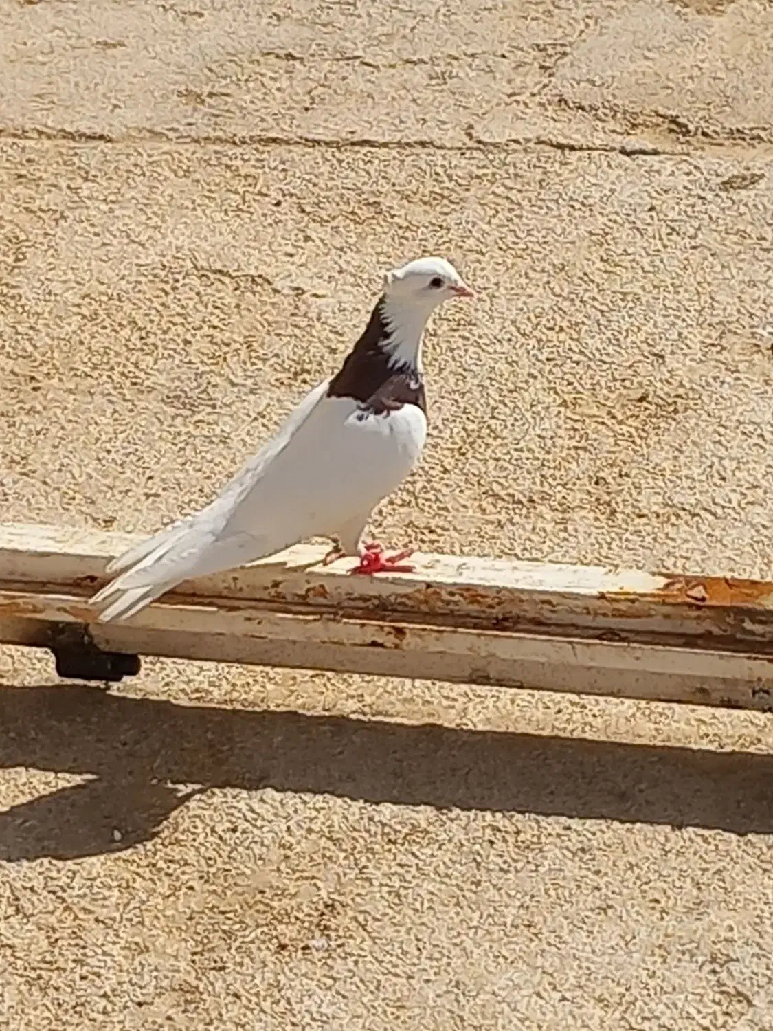 کبوتر طوقی|پرنده|امیدیه, |دیوار