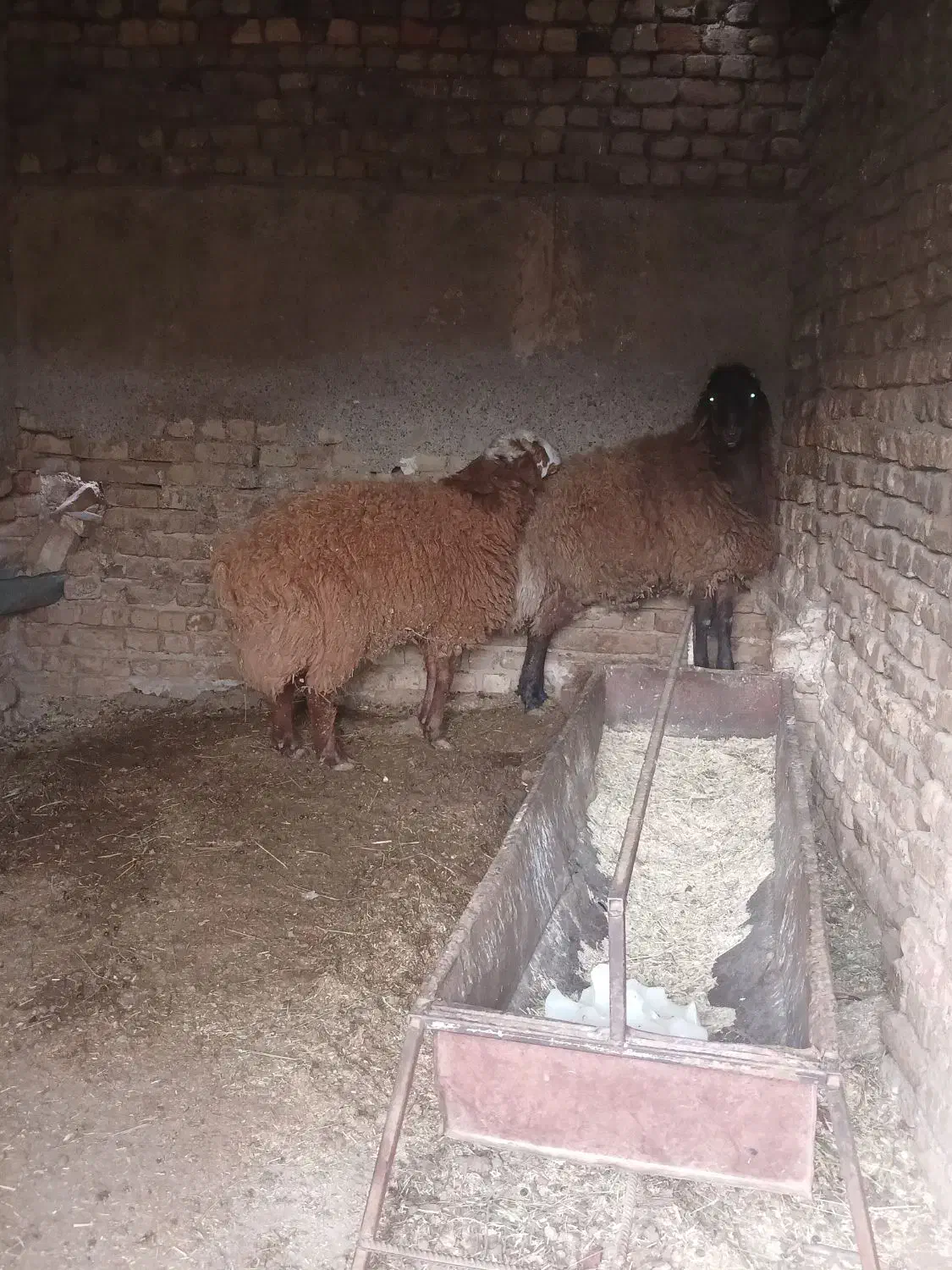 بره نر پرواری|حیوانات مزرعه|بوئین زهرا, |دیوار