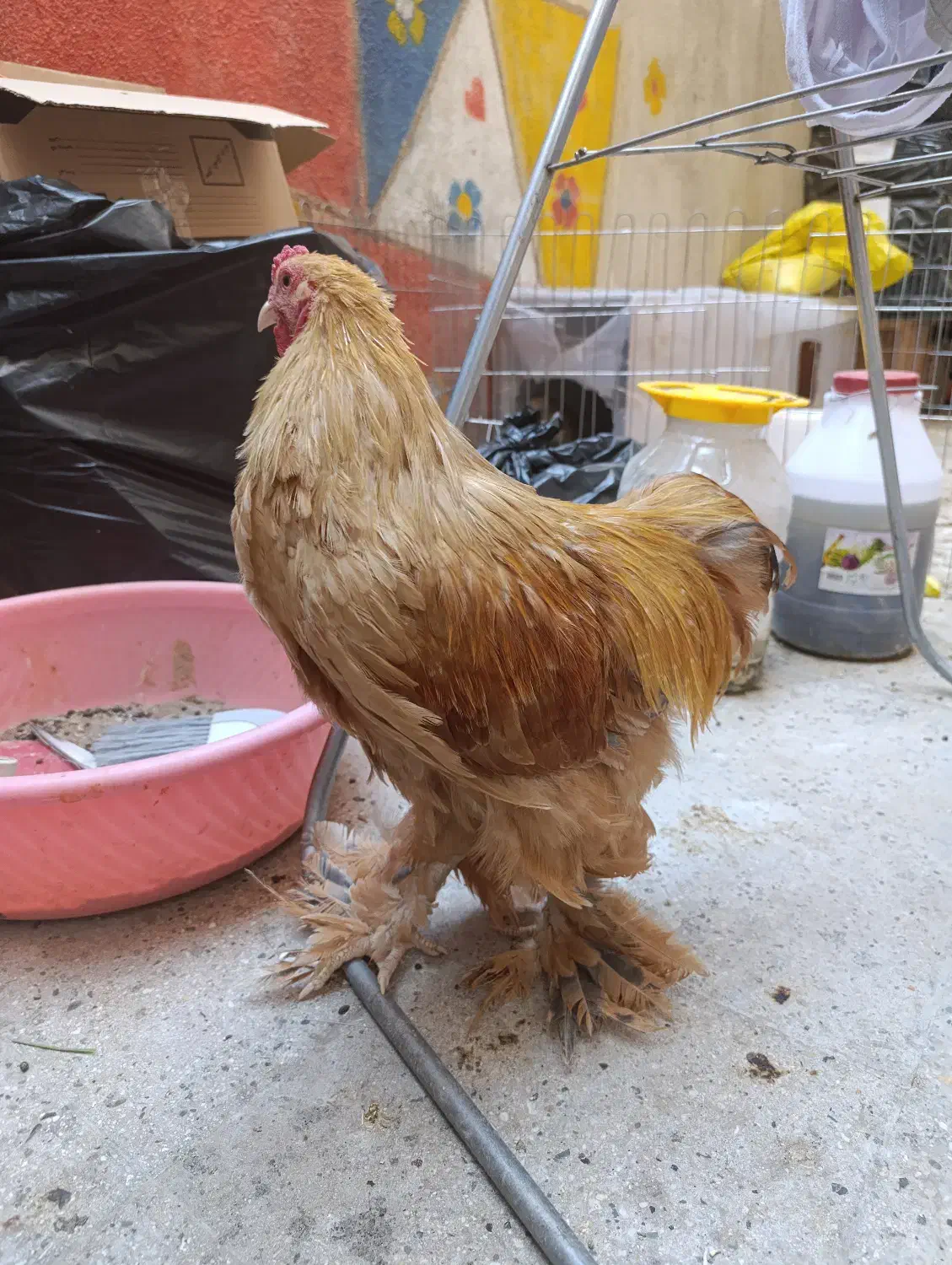 دو عدد خروس برهما|حیوانات مزرعه|تهران, پردیسان|دیوار