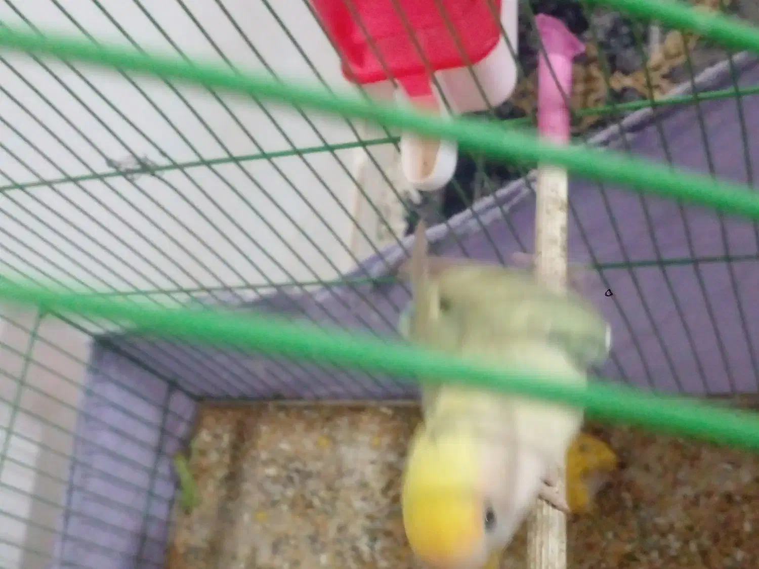 جفت برزیلی مولد|پرنده|رباط‌کریم, مسکن مهر آبشناسان|دیوار