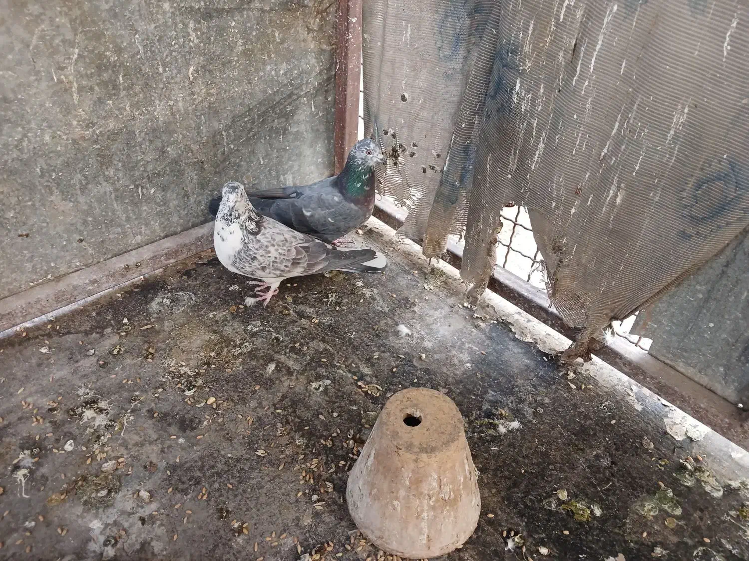 سه تا سیصد|پرنده|خمینی‌شهر, |دیوار