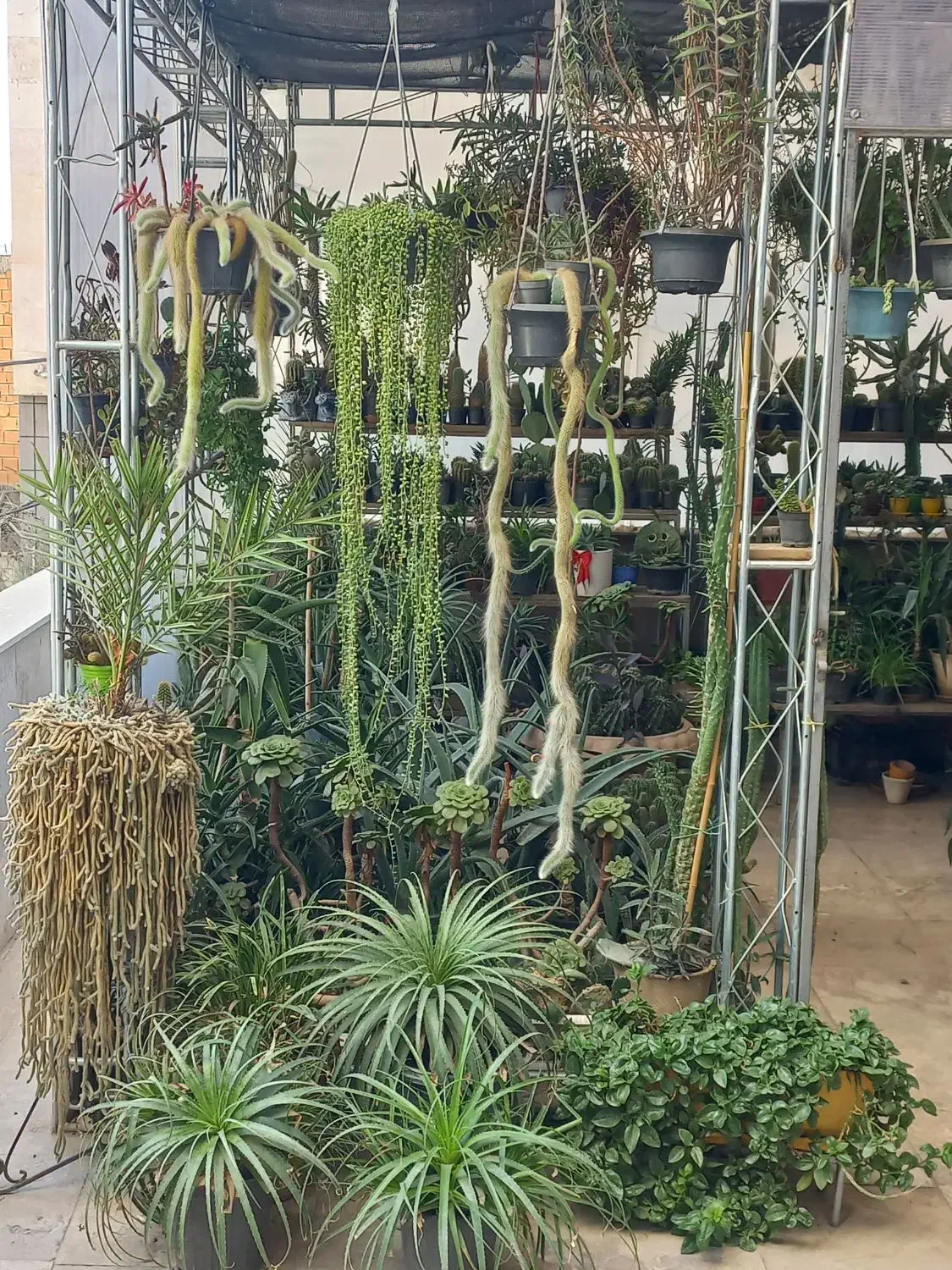 فروش کاکتوس و ساکولنت|گل و گیاه طبیعی|گرمدره, |دیوار