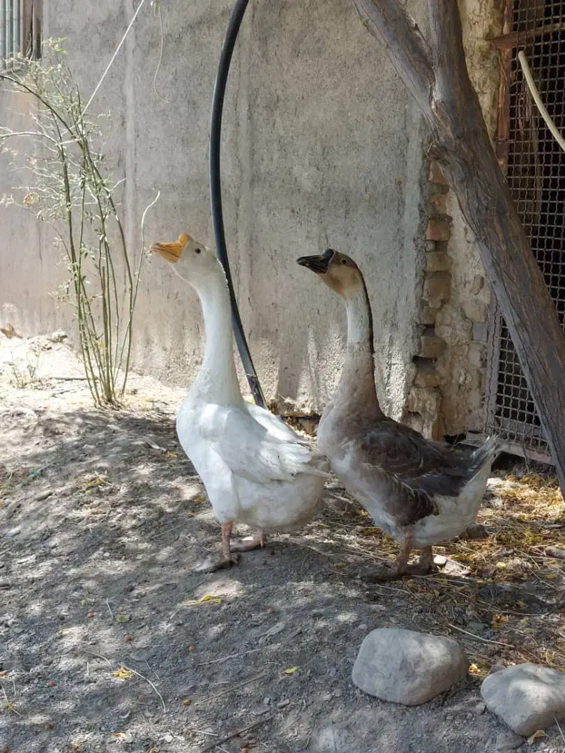 قوغاز|حیوانات مزرعه|طرقبه, |دیوار