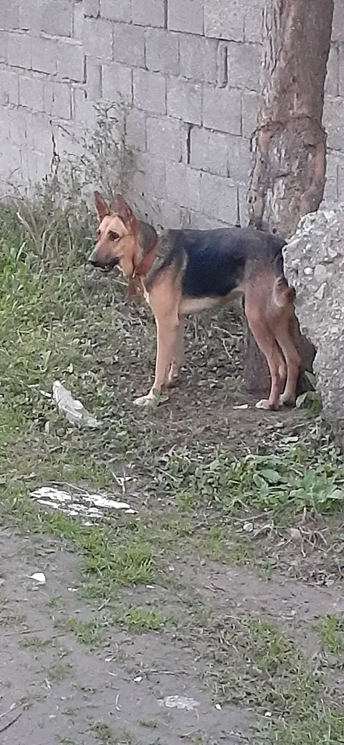 سگ ژرمن شپرد|سگ|رشت, رشتیان|دیوار