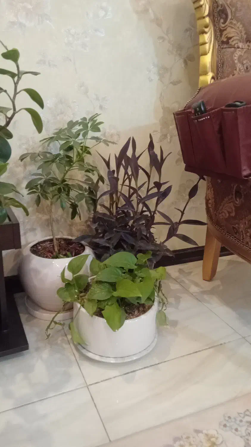 گل و گلدان|گل و گیاه طبیعی|کرج, شهرک البرز ۳|دیوار