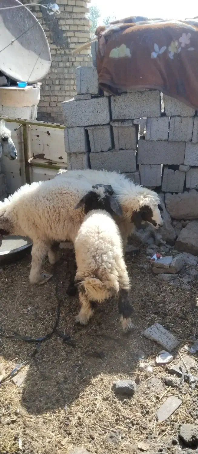 ۶گوسفند|حیوانات مزرعه|اهواز, پردیس|دیوار
