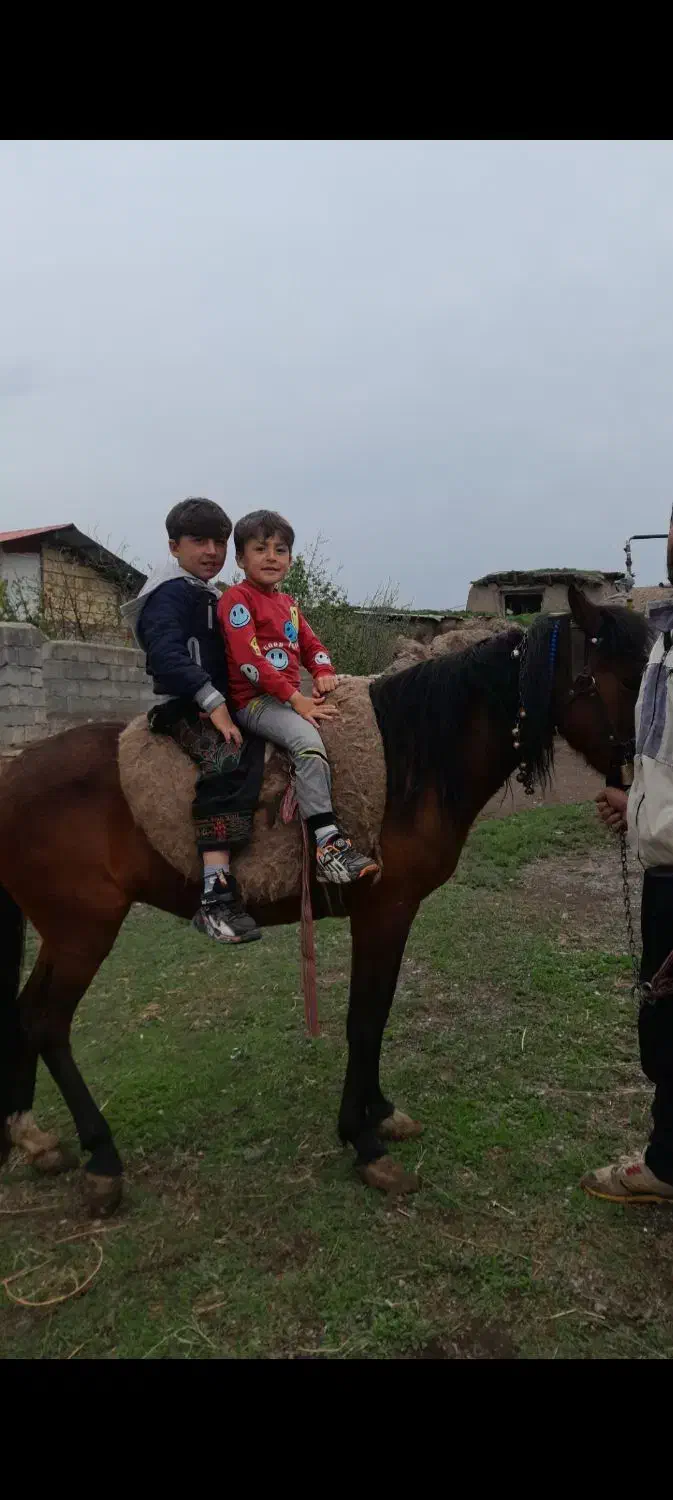 اسب مادیان|اسب و تجهیزات اسبسواری|خلخال, |دیوار