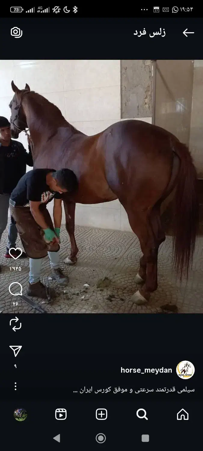 کره مادیان و نریان عرب یکسر وارداتی کورسی زلس فرد|اسب و تجهیزات اسبسواری|یزد, |دیوار