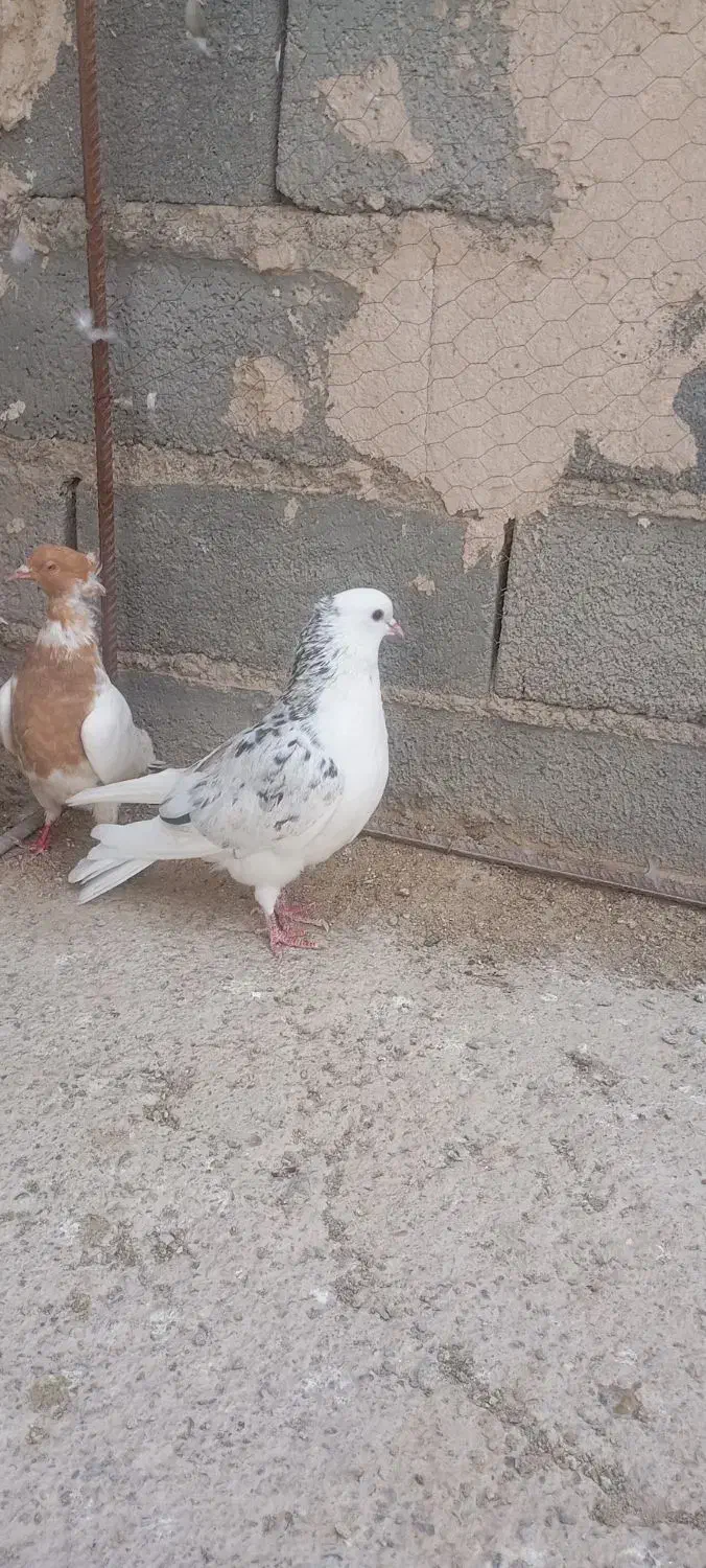 یه چخت 20تایی همه زد و خورد مرتب فروشی دارم|پرنده|شیروان (خراسان), |دیوار