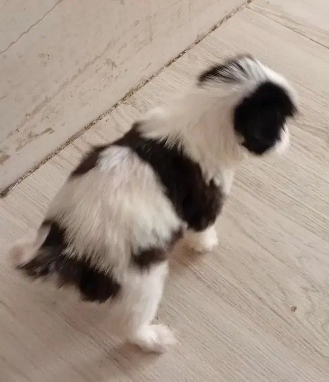 توله مینیاتوری|سگ|خاوران, |دیوار