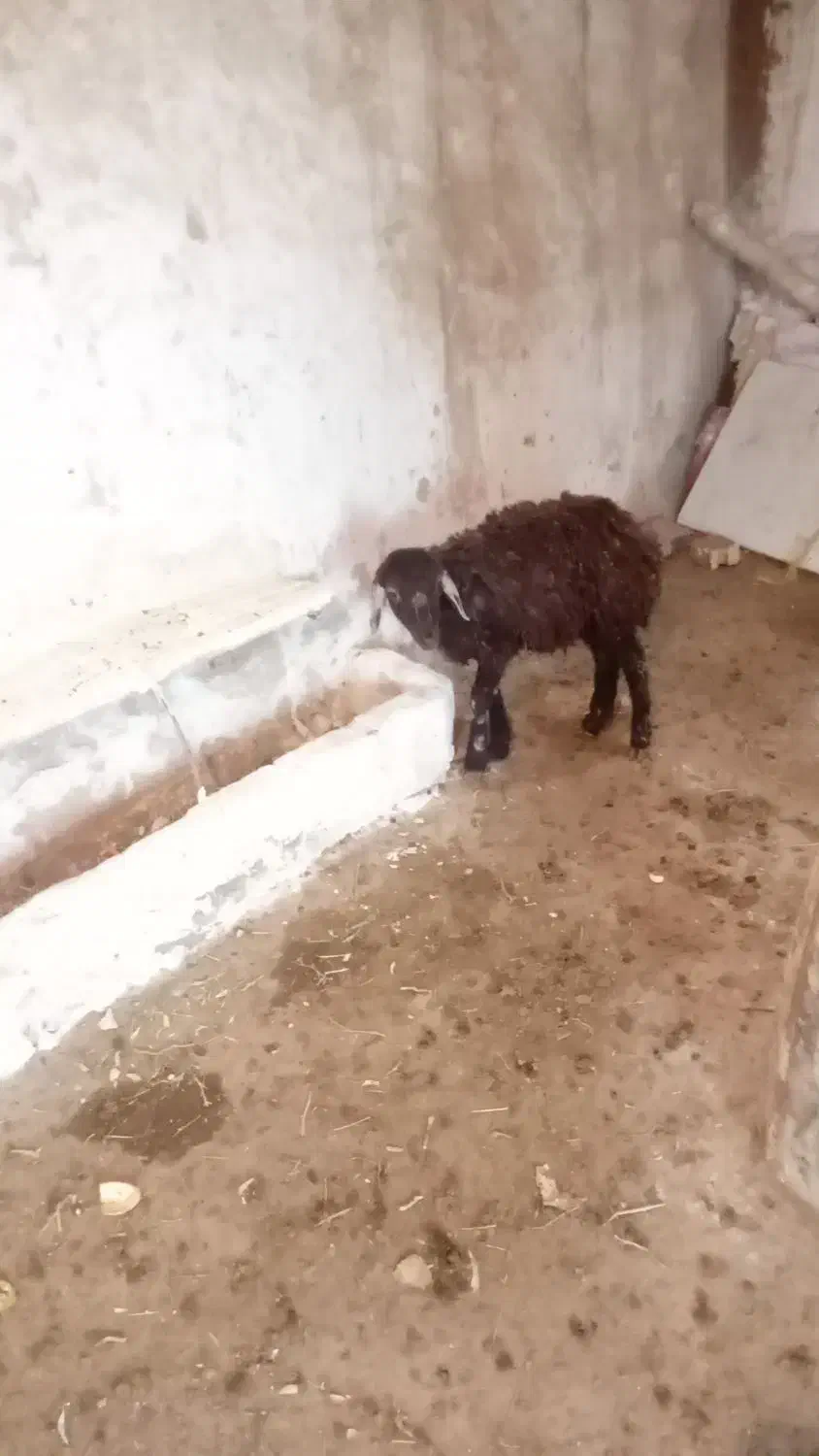 گوسفند‌ماده|حیوانات مزرعه|ایجرود, |دیوار