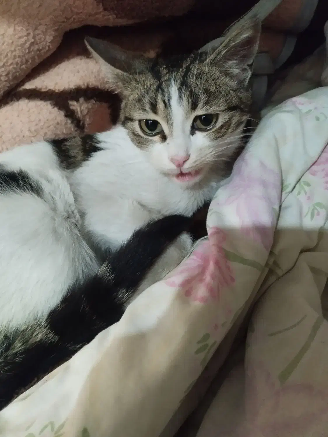 گربه مجانی|گربه|تبریز, |دیوار