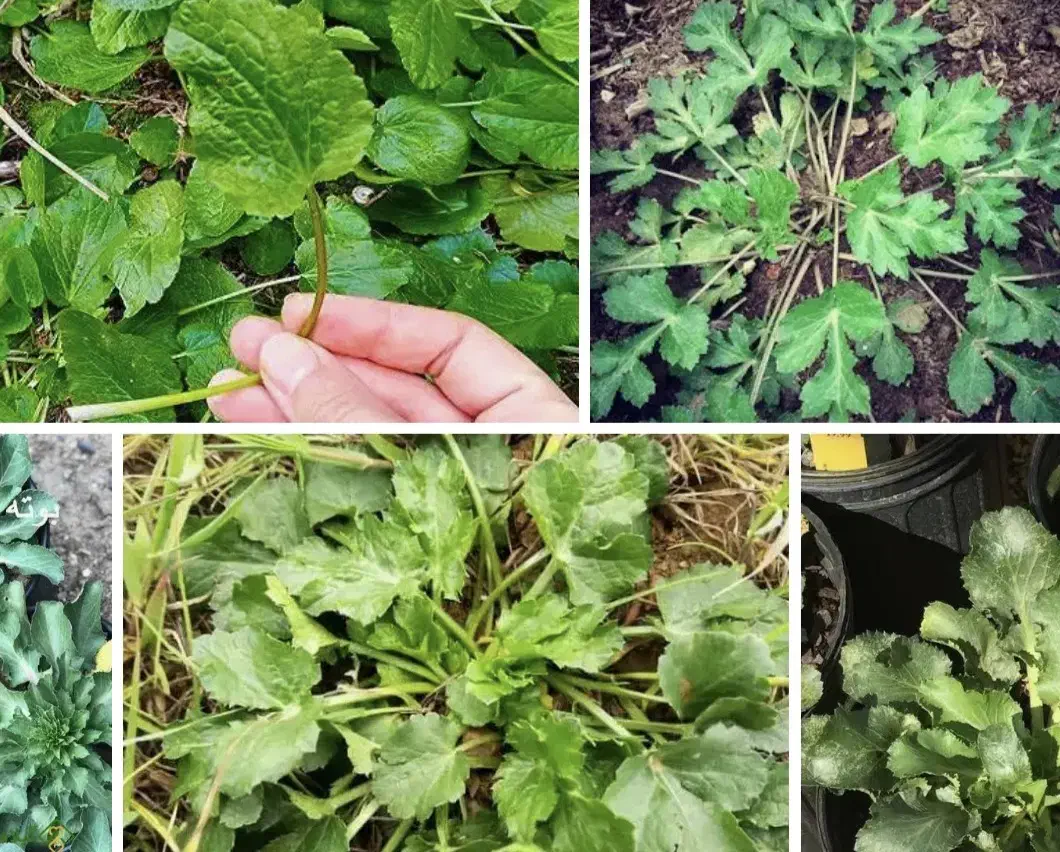 چوچاغ|خوردنی و آشامیدنی|آستارا, |دیوار