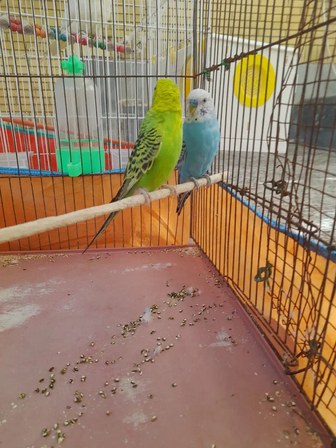 یک جفت مرغ عشق|پرنده|شیراز, تندگویان|دیوار