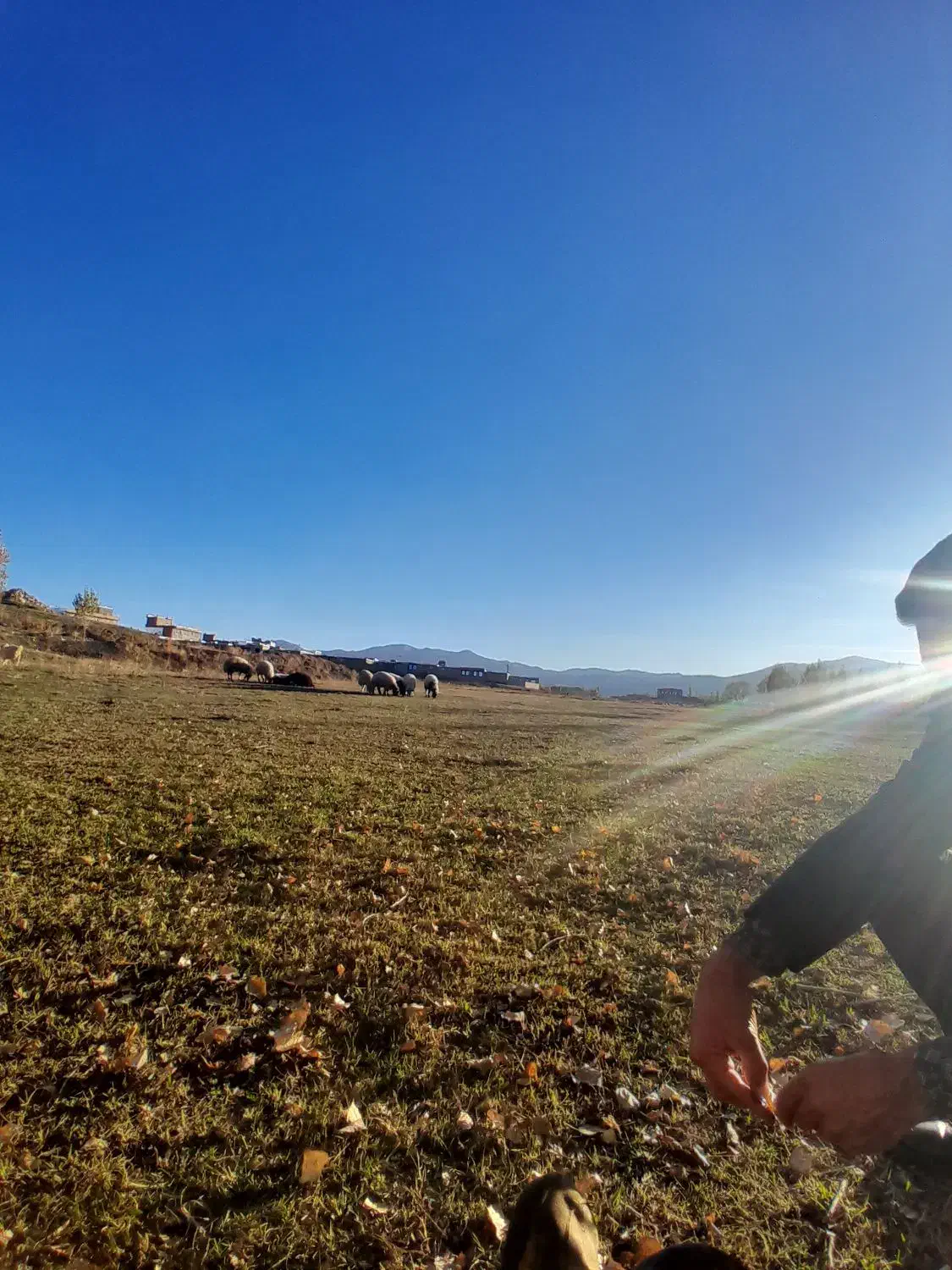 ۱۸ راس بره نر|حیوانات مزرعه|چالدران, |دیوار