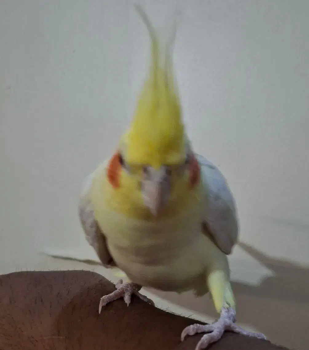 عروس هلندی لوتینو نر یکساله مست|پرنده|تهران, جلیلی|دیوار