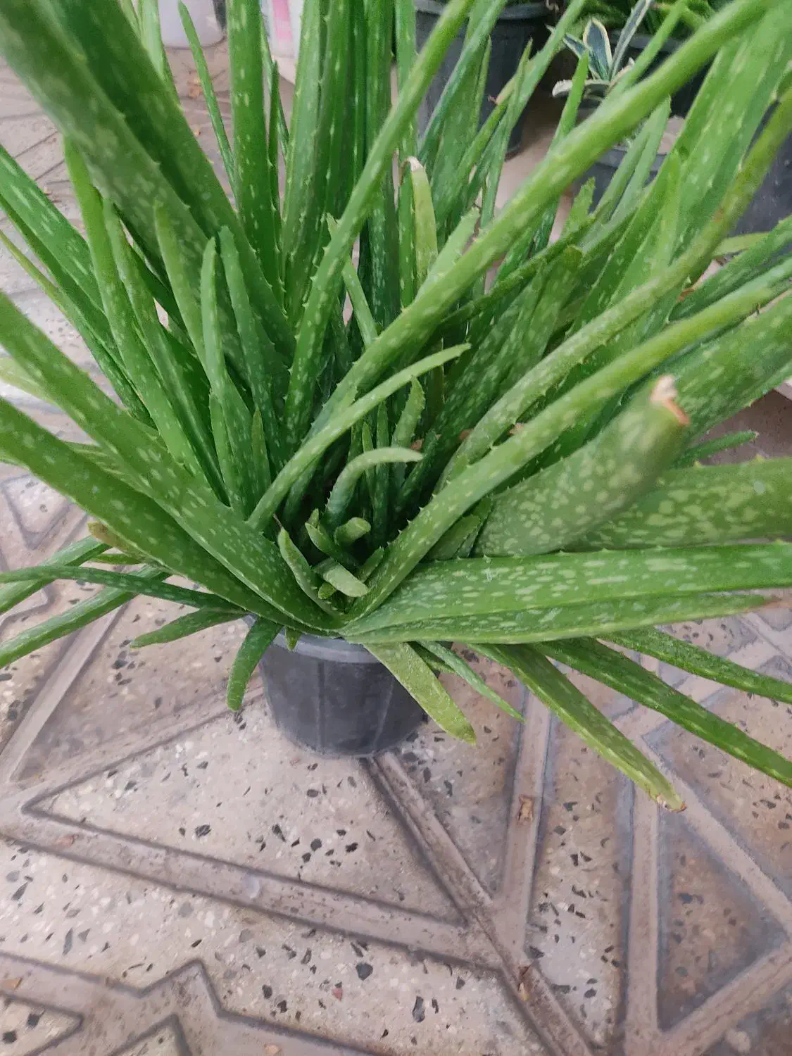 گل وگیاه|گل و گیاه طبیعی|محمدیه-قزوین, |دیوار