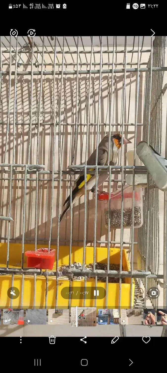 سهره دو رگ کرمونی|پرنده|تهران, امیریه|دیوار