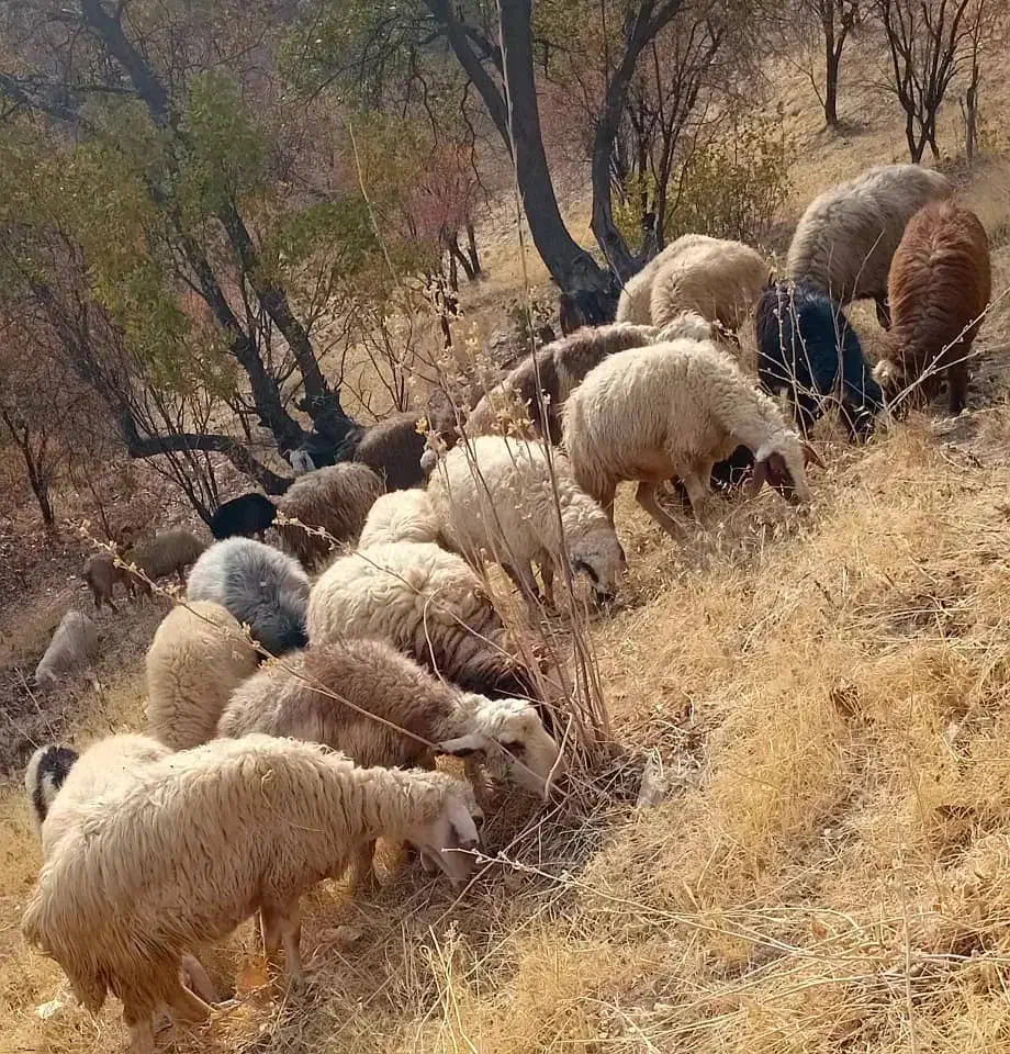 گوسفند جهت فروش|حیوانات مزرعه|لوداب, |دیوار