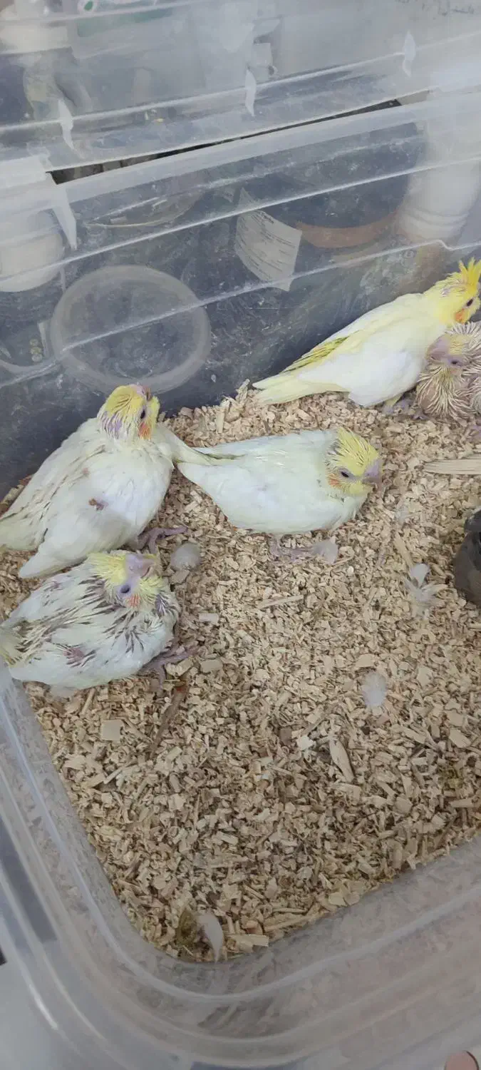 جوجه عروس هلندی لوتینو سرلاکی دستی|پرنده|شیراز, شیخ علی چوپان|دیوار