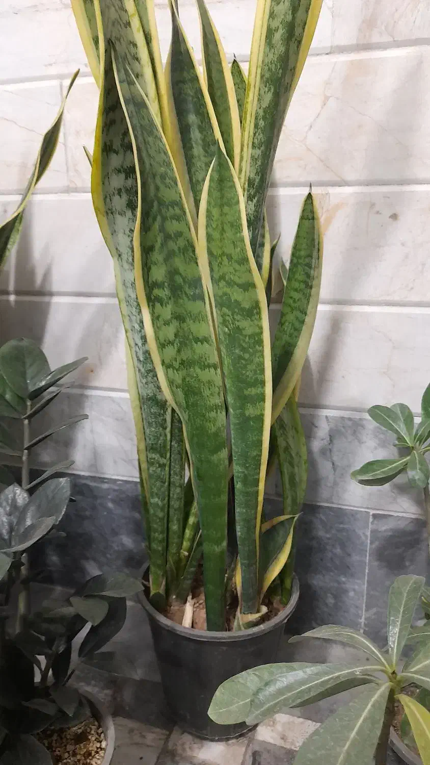 گل گیاه طبیعی انواع خاک کوکوپیت ورمی تراریوم پرلیت|گل و گیاه طبیعی|قم, نیروگاه|دیوار