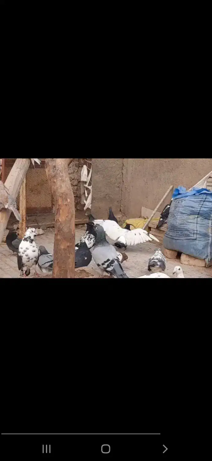 کفتر|پرنده|نیمبلوک, |دیوار