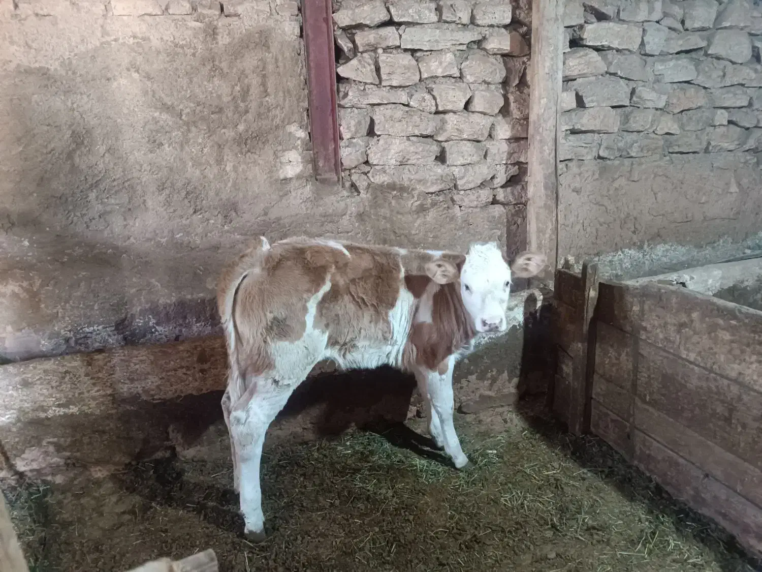 ...|حیوانات مزرعه|تخت سلیمان, |دیوار