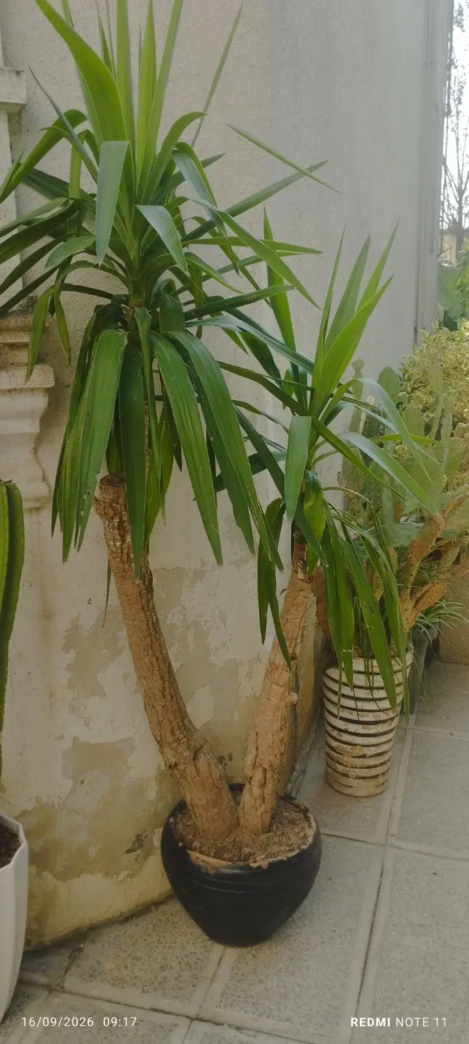 یوکا|گل و گیاه طبیعی|رشت, آتشگاه|دیوار