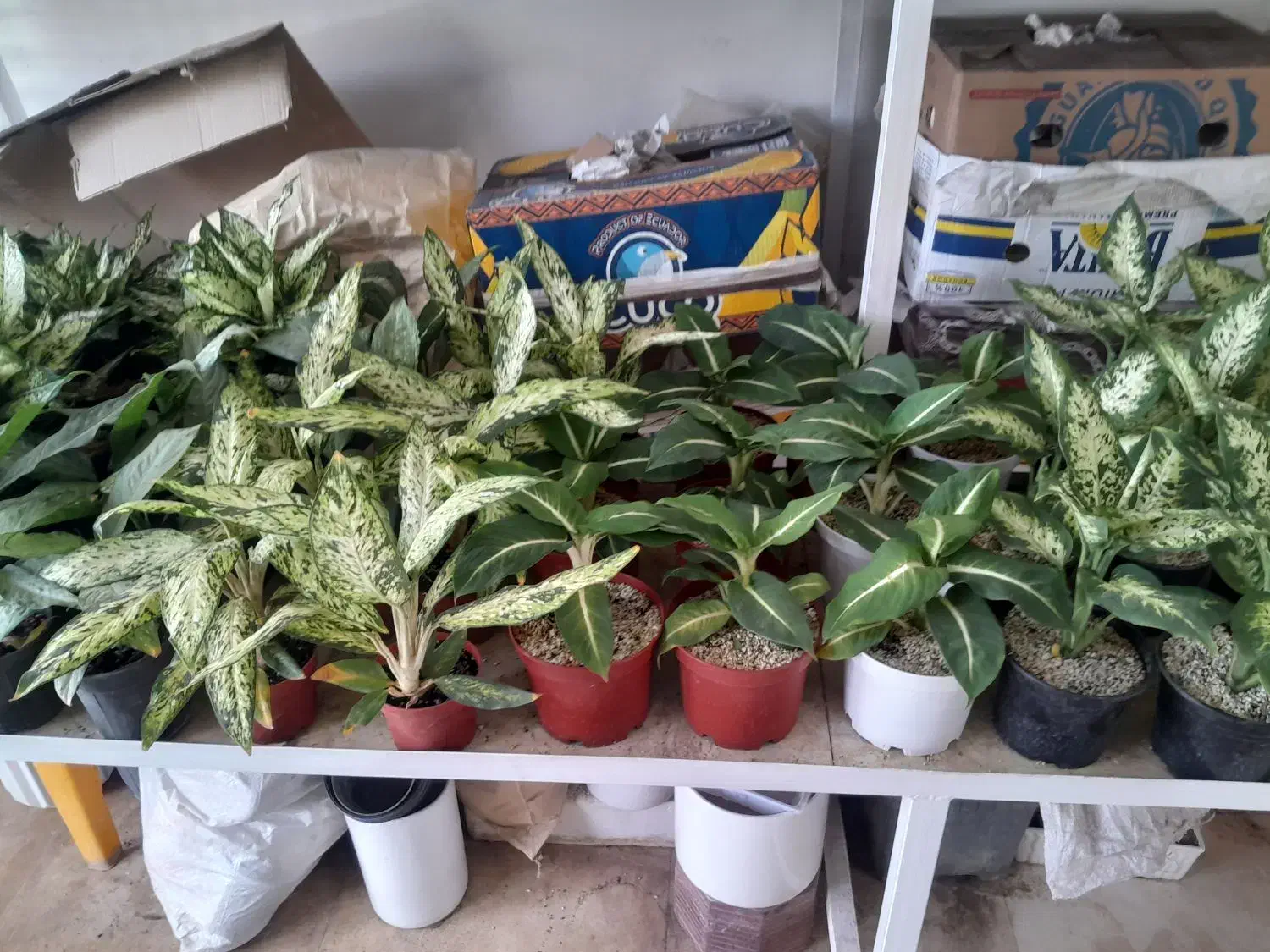 بار جدید گل های آپارتمانی به مناسبت روز مادر|گل و گیاه طبیعی|بیرجند, |دیوار