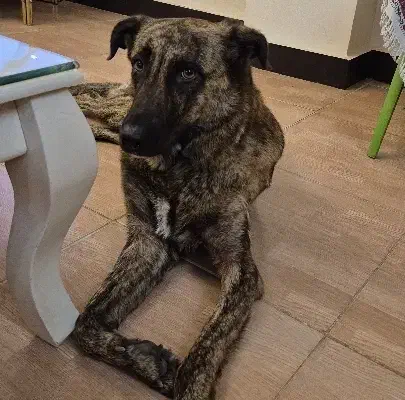 واگذاری سگ ماده بومی واکسن خورده شناسنامه دار|سگ|آمل, |دیوار