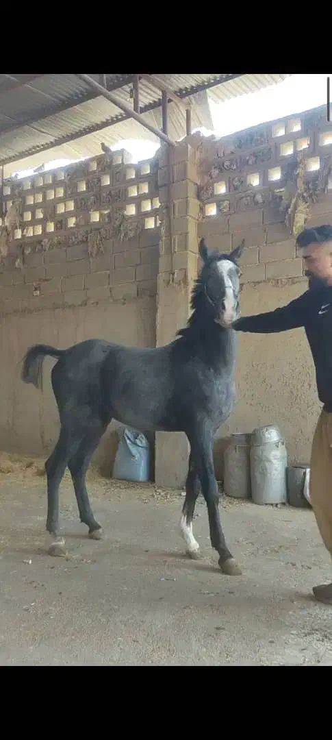 کره نریان 18ماهه ازارشاکیانی|اسب و تجهیزات اسب‌سواری|ارومیه, |دیوار