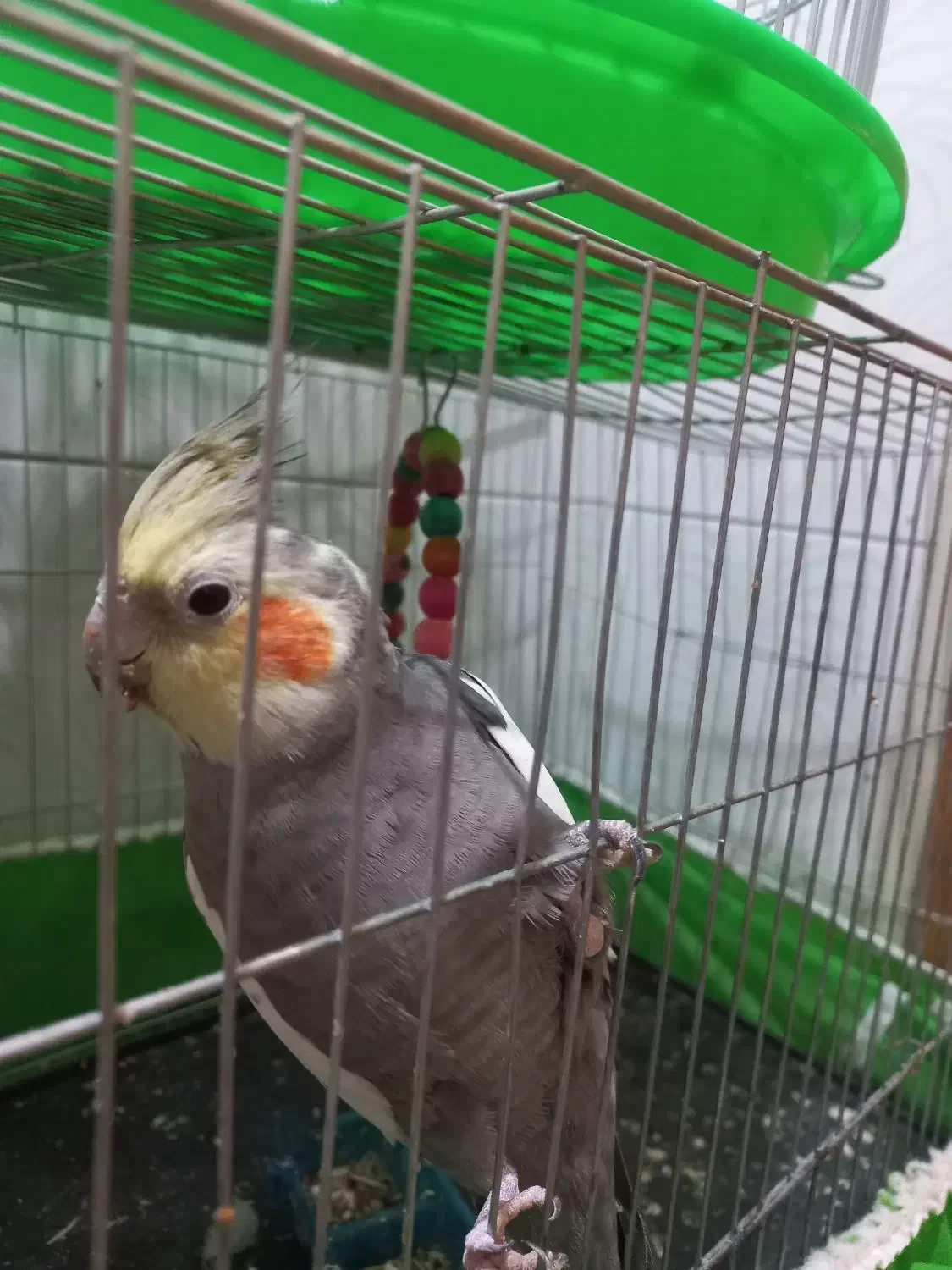 عروس هلندی جفت نرو ماده|پرنده|اصفهان, قهاب جنوبی|دیوار